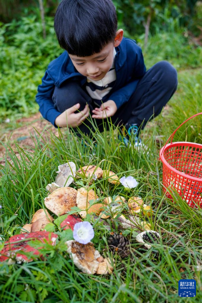 云南：山林采菌 避暑消夏