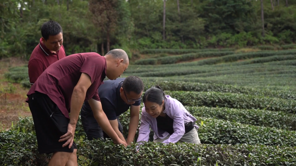 高质量发展调研行｜记者观察：这片生态茶园，蕴含武夷山的绿色发展之道