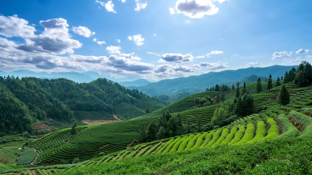 高质量发展调研行｜记者观察：这片生态茶园，蕴含武夷山的绿色发展之道