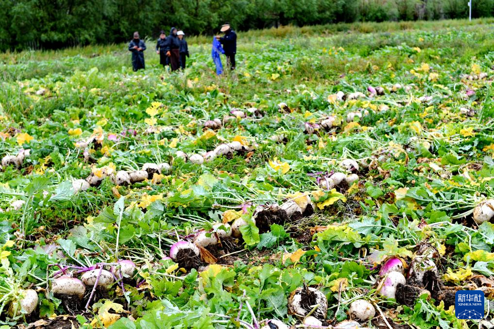 西藏：选育优质高产芜菁品种