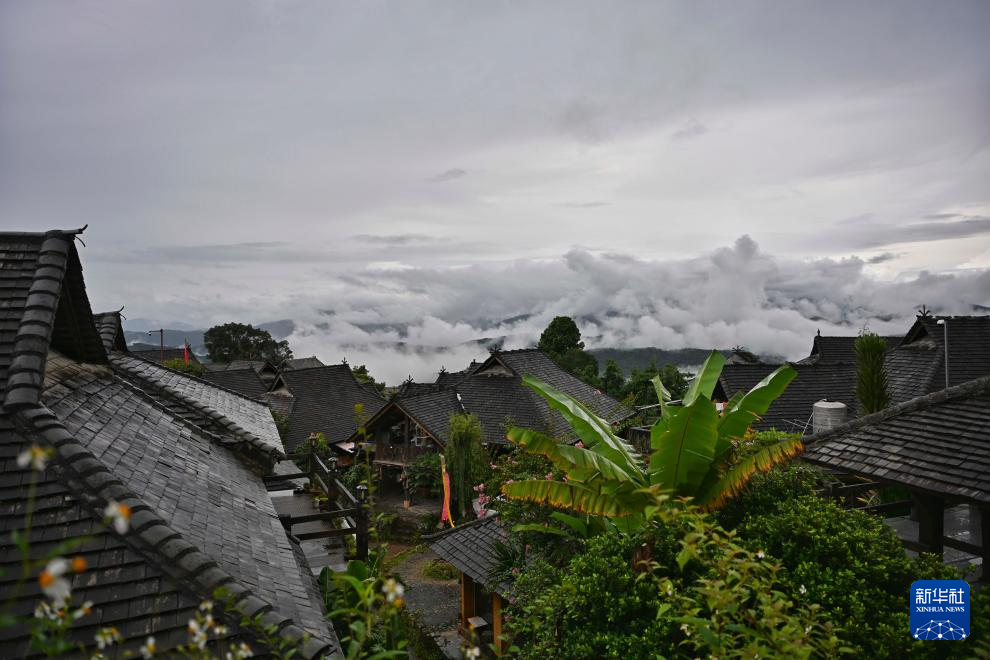 高质量发展调研行｜景迈山上，“人在草木间”