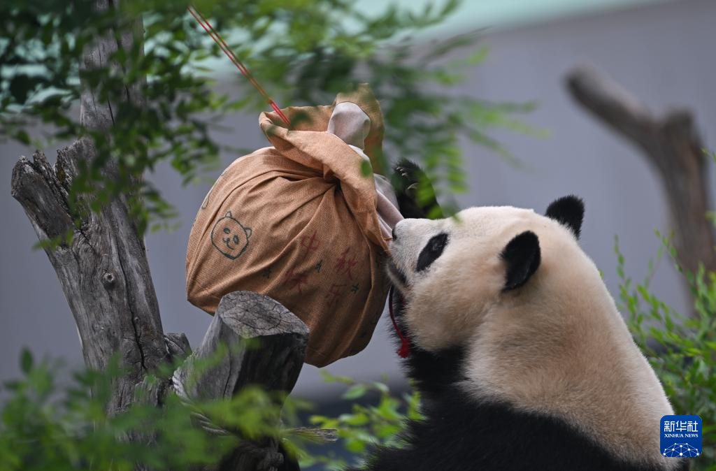 西宁：大熊猫度中秋