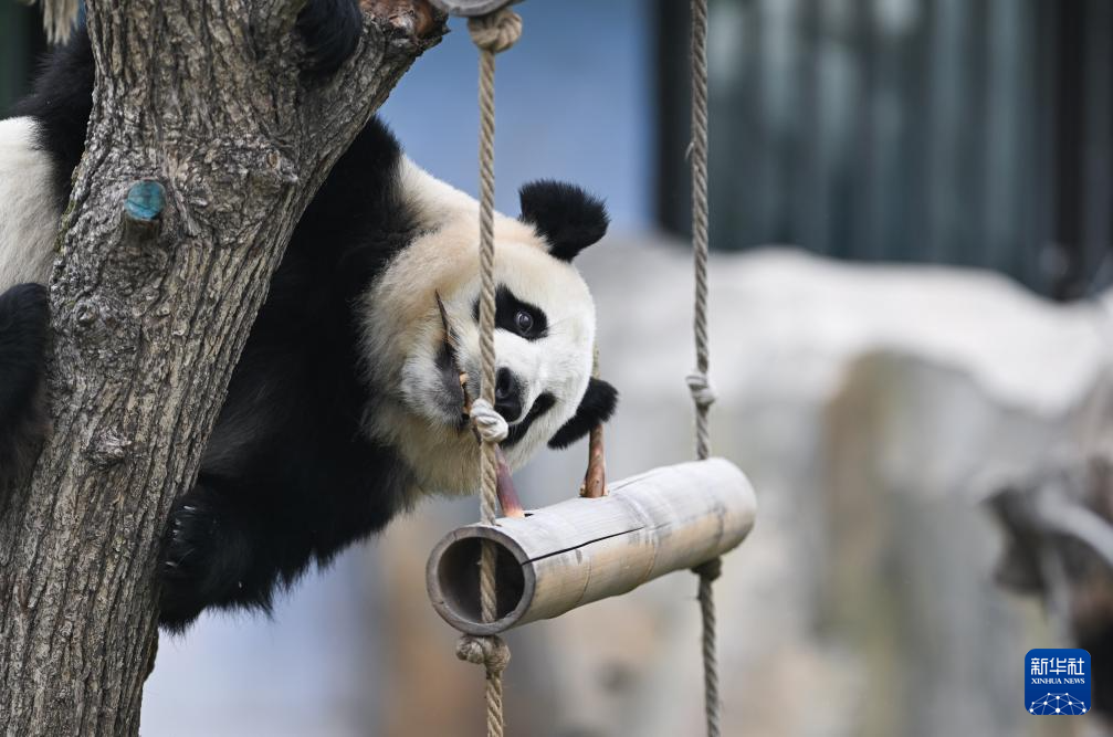 西宁：大熊猫度中秋