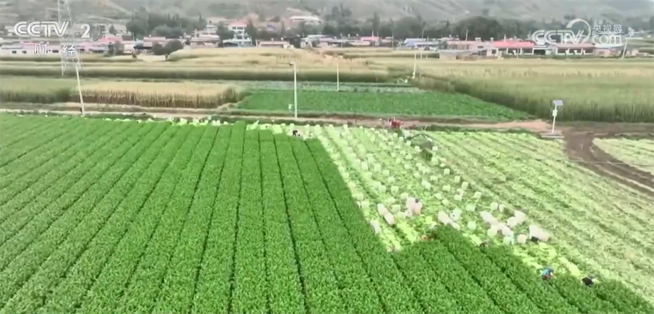 “菜篮子”稳产基础好 预计价格将逐步回落进入季节性下行区间