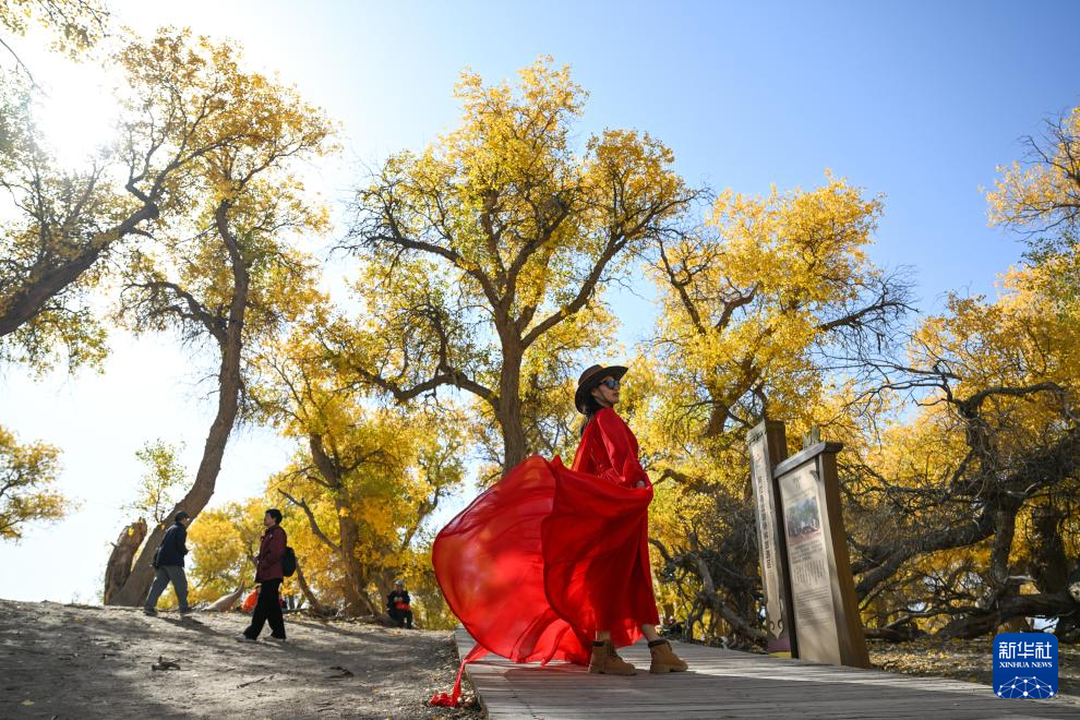 美丽中国｜大漠胡杨醉游人