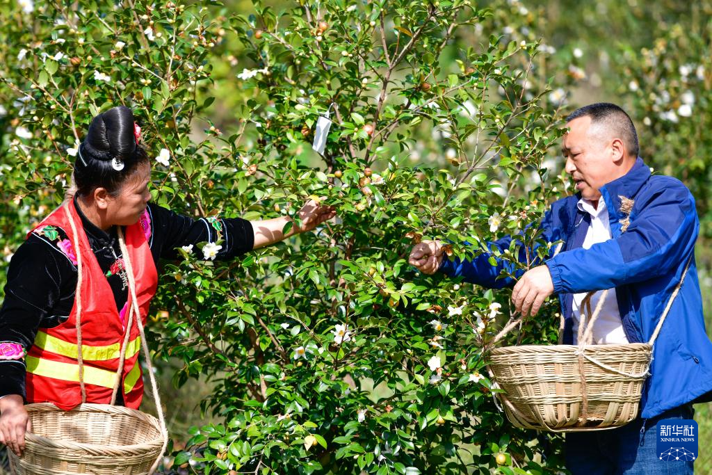 贵州龙里：油茶生态园迎秋收