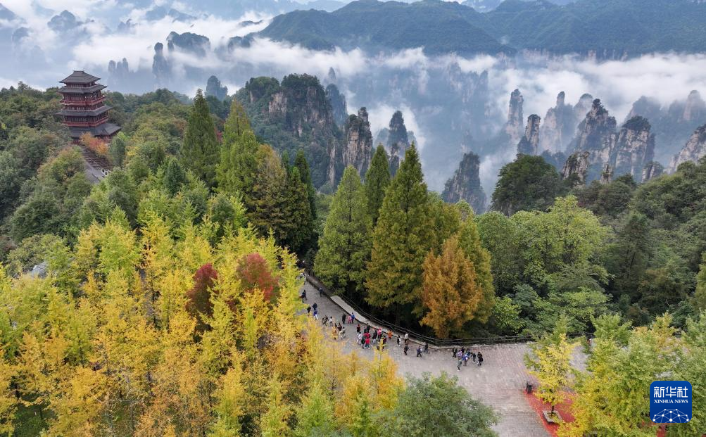 诗意中国丨红叶黄花秋意晚