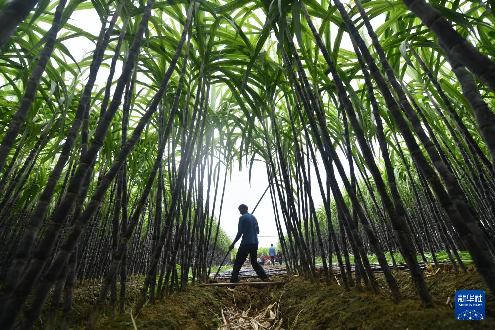 可爱的乡村——金秋蔗园“甜蜜蜜”