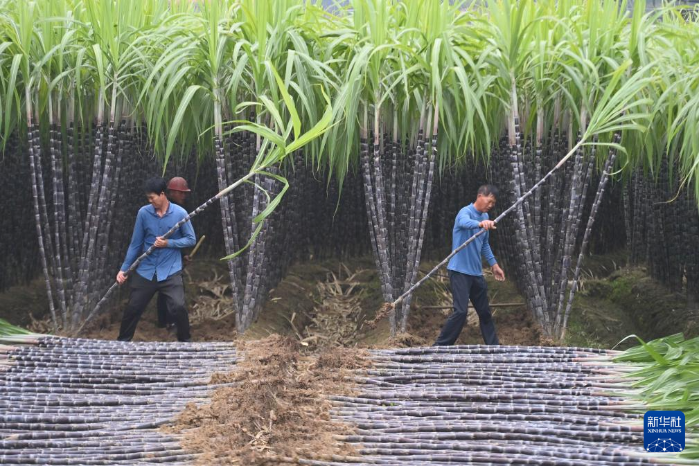 可爱的乡村——金秋蔗园“甜蜜蜜”