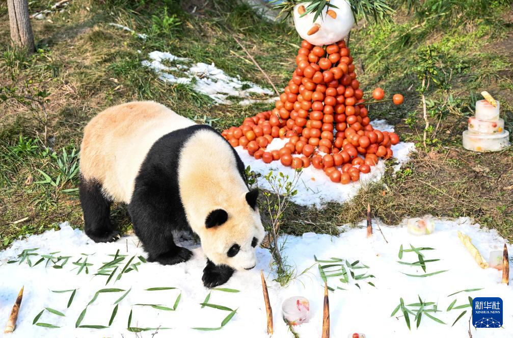 重庆永川:新年第一天 熊猫庆“落户”