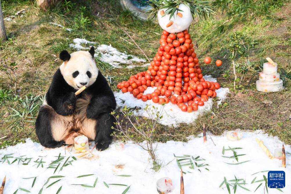重庆永川:新年第一天 熊猫庆“落户”