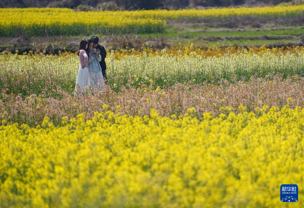 春到婺源 花海如画