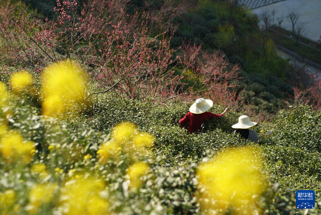 陕西紫阳春茶开采