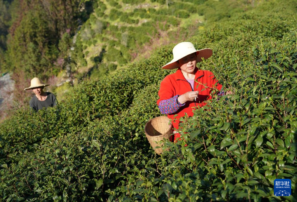 陕西紫阳春茶开采