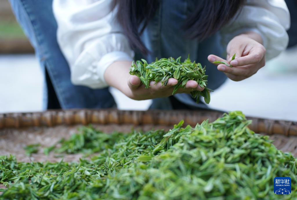 陕西紫阳春茶开采