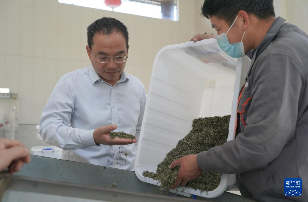 陕西紫阳春茶开采