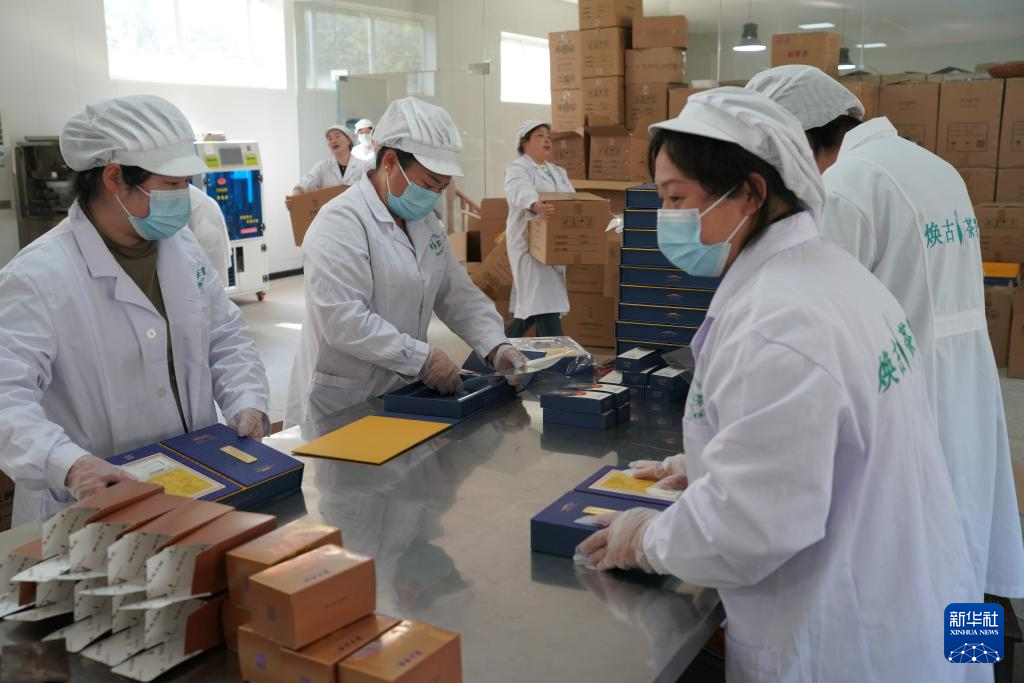 陕西紫阳春茶开采