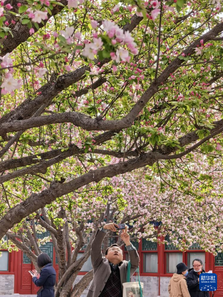 恭王府举办“海棠雅集”