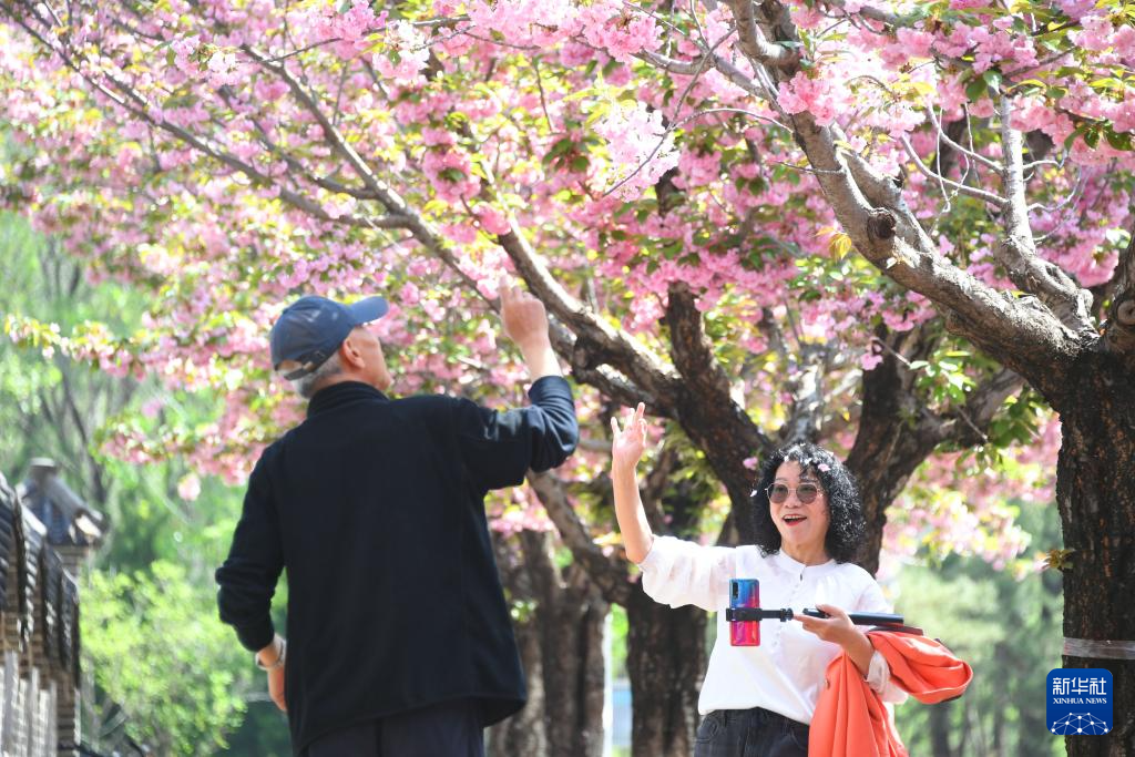 北京平谷：赏樱花 享春光