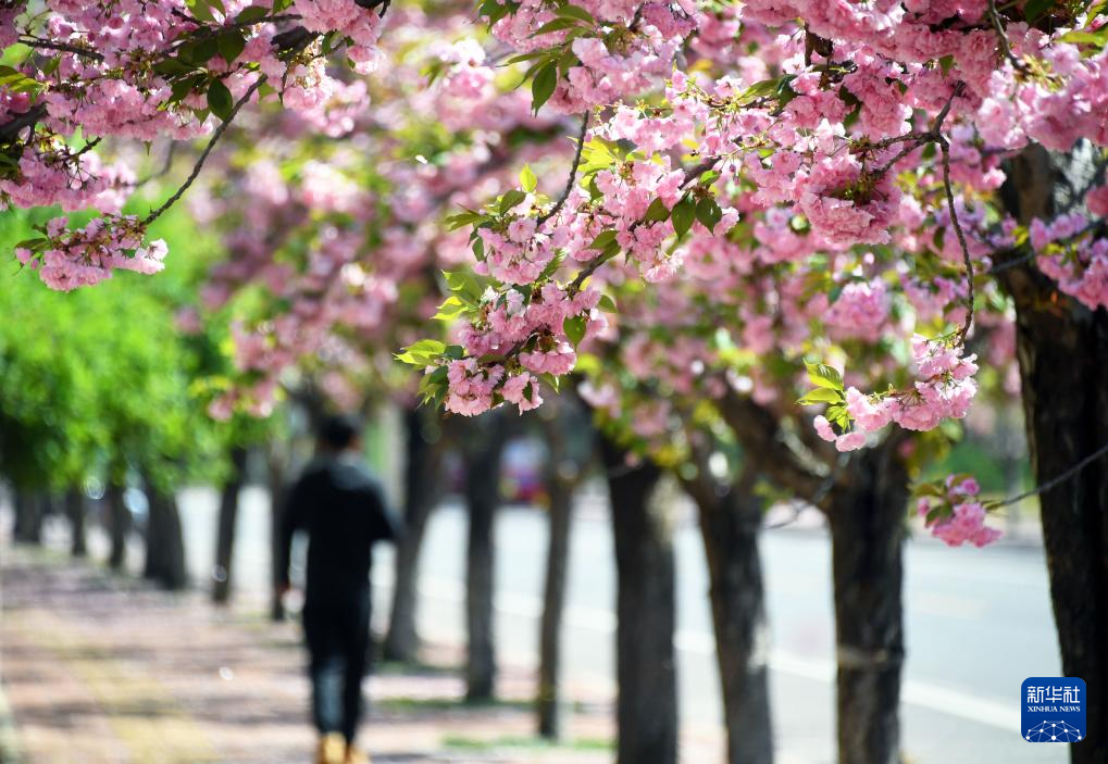 北京平谷：赏樱花 享春光