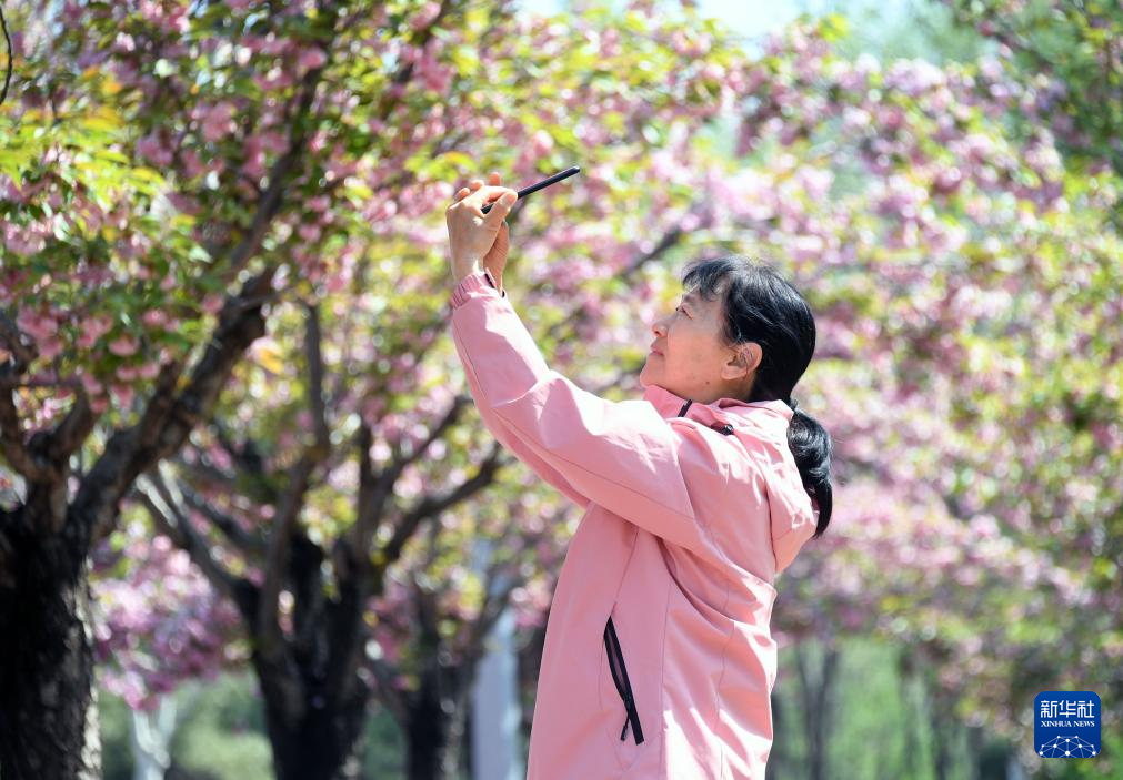 北京平谷：赏樱花 享春光