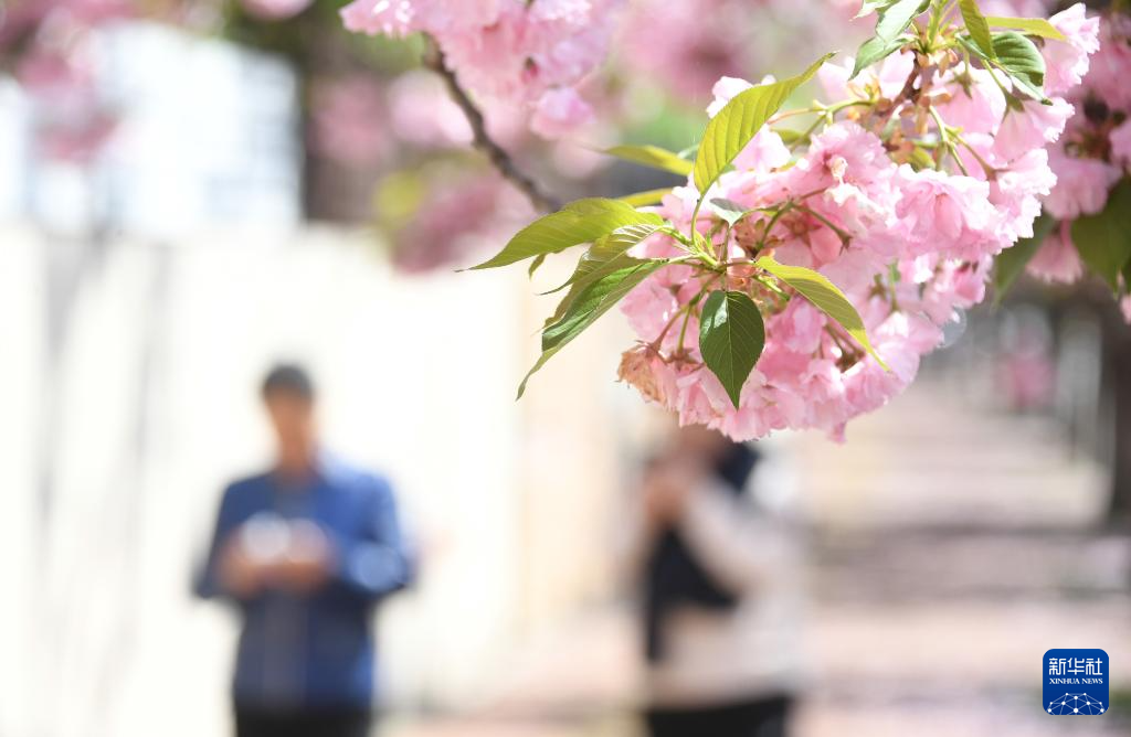 北京平谷：赏樱花 享春光