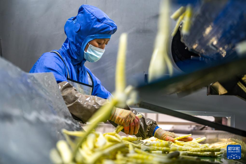 云南盐津： 小竹子做成大产业