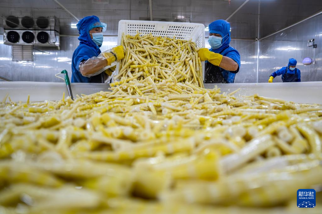 云南盐津： 小竹子做成大产业