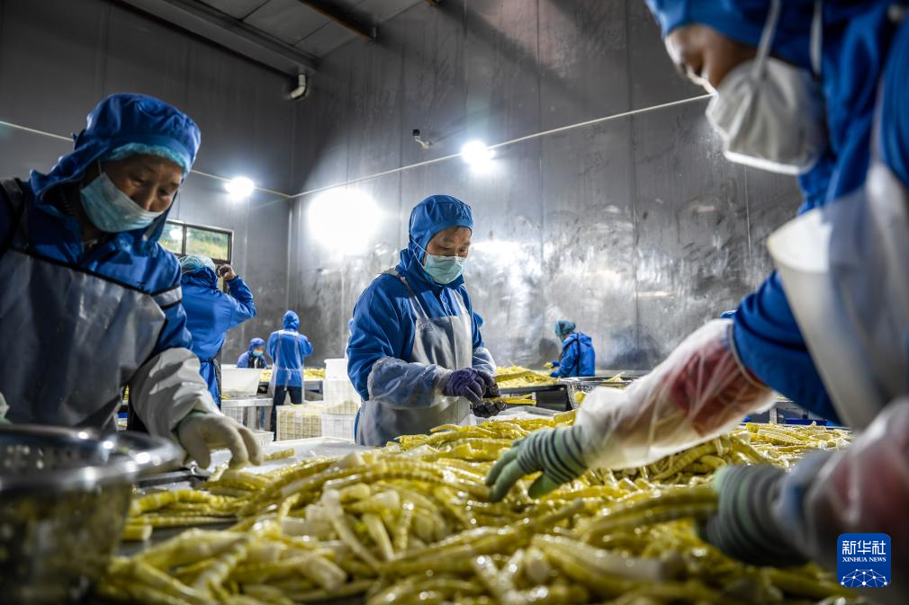 云南盐津： 小竹子做成大产业