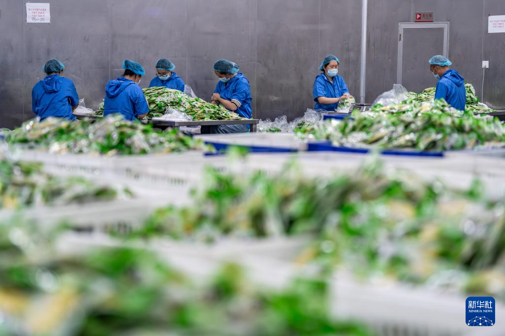 云南盐津： 小竹子做成大产业