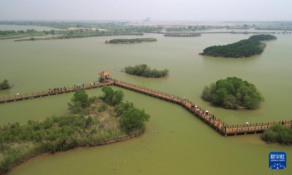 黄河三角洲生机盎然