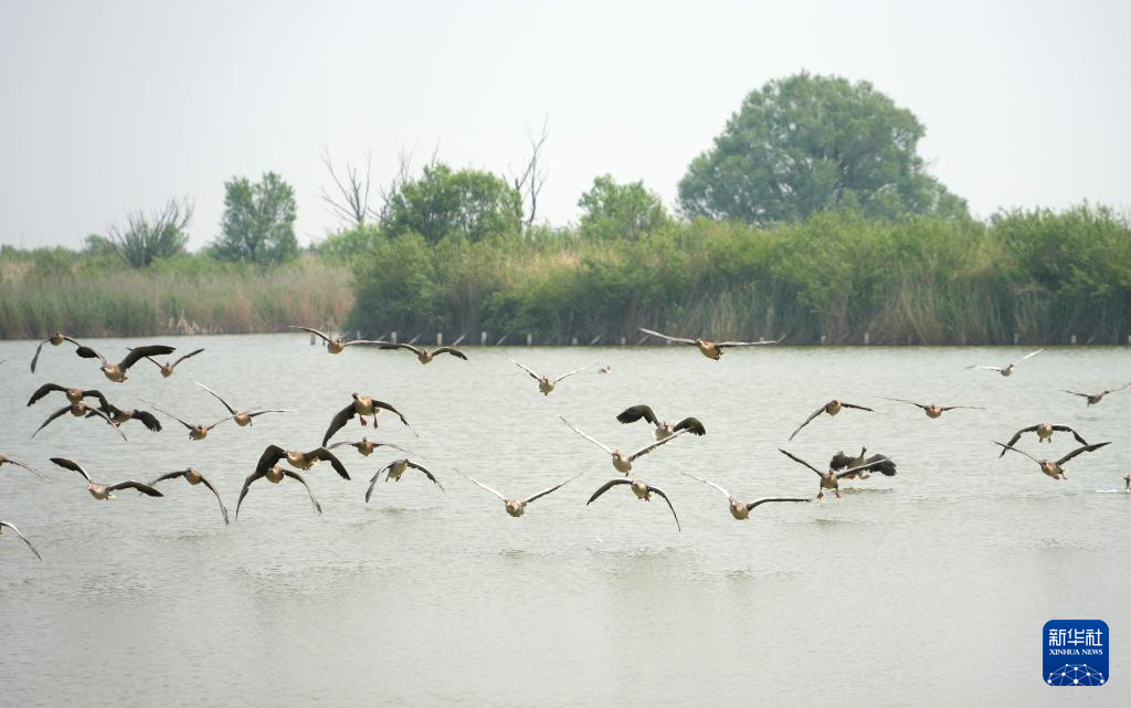 黄河三角洲生机盎然