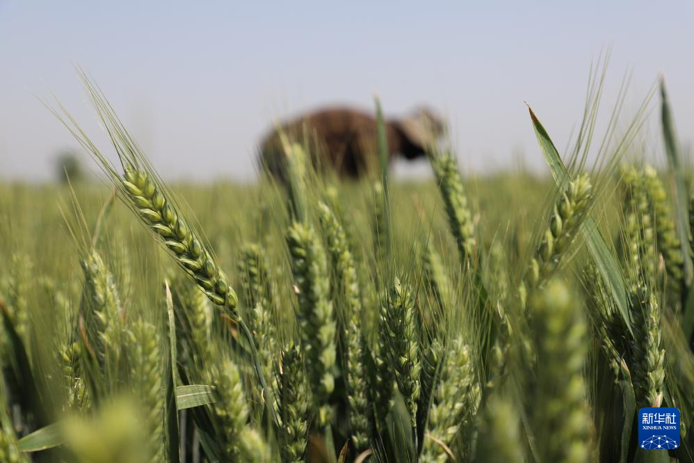 小满将至农事忙