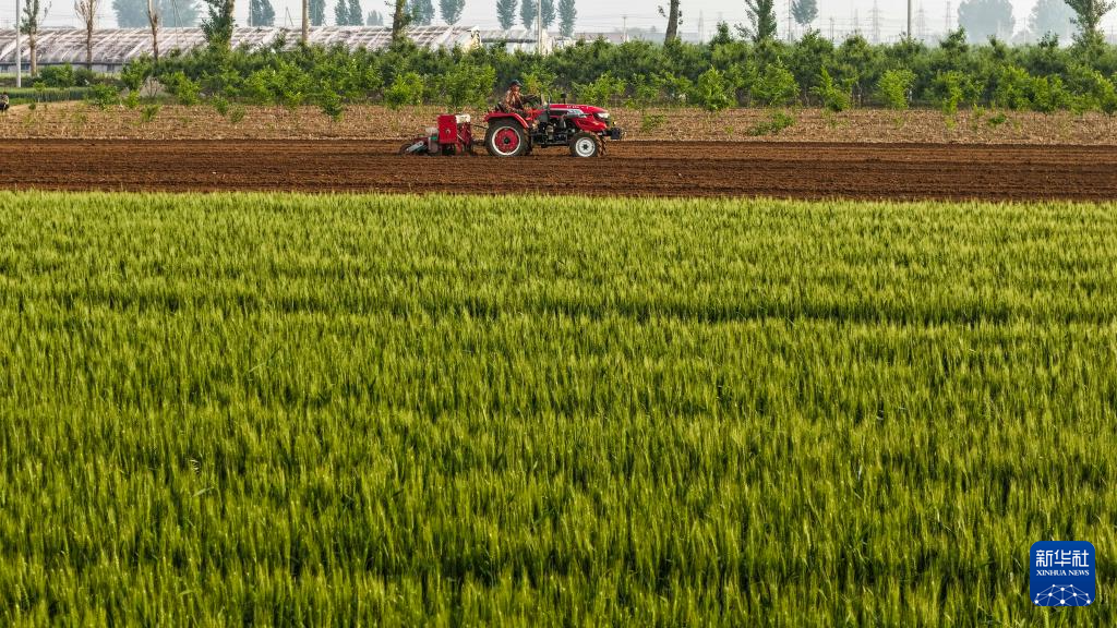 小满将至农事忙