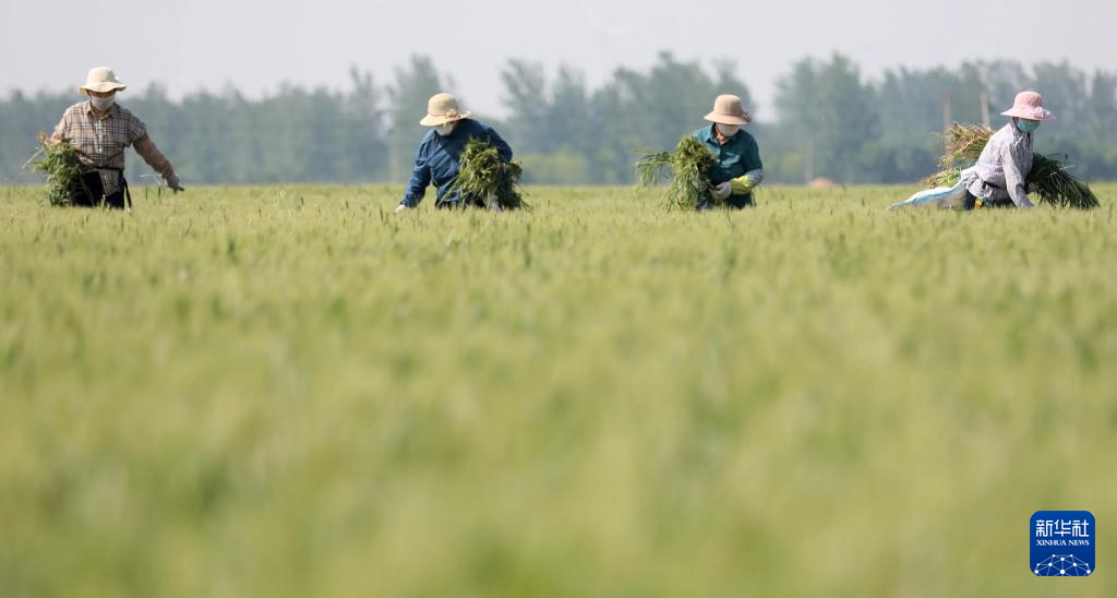 小满将至农事忙