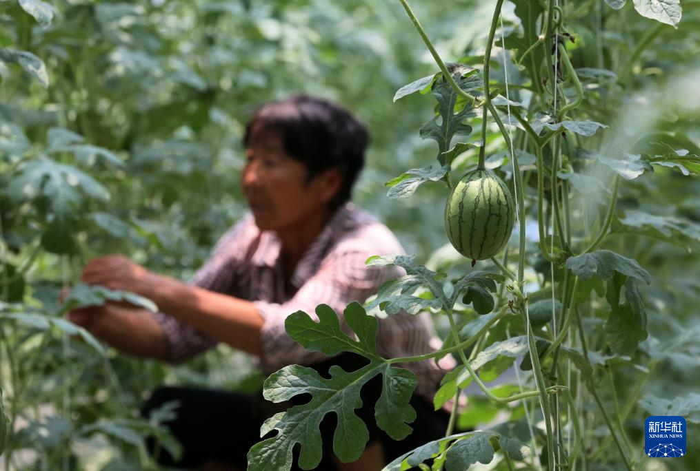 小满将至农事忙