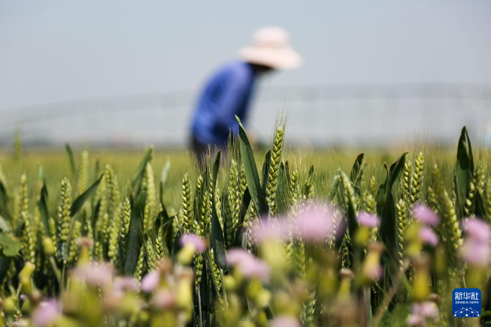 小满将至农事忙