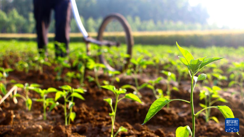 小满将至农事忙