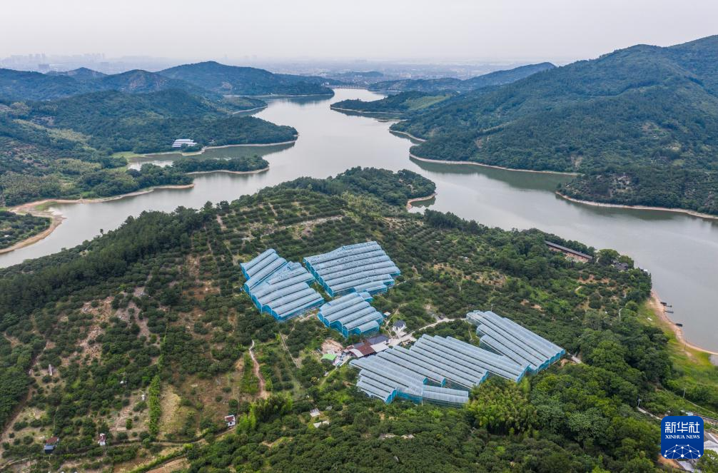 浙江慈溪:杨梅之乡开启丰收季