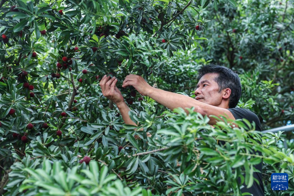 浙江慈溪:杨梅之乡开启丰收季