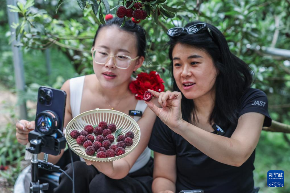 浙江慈溪:杨梅之乡开启丰收季