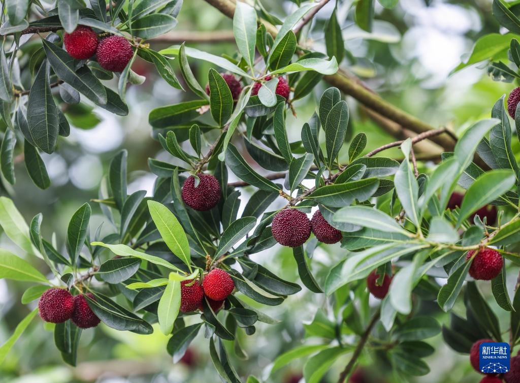 浙江慈溪:杨梅之乡开启丰收季