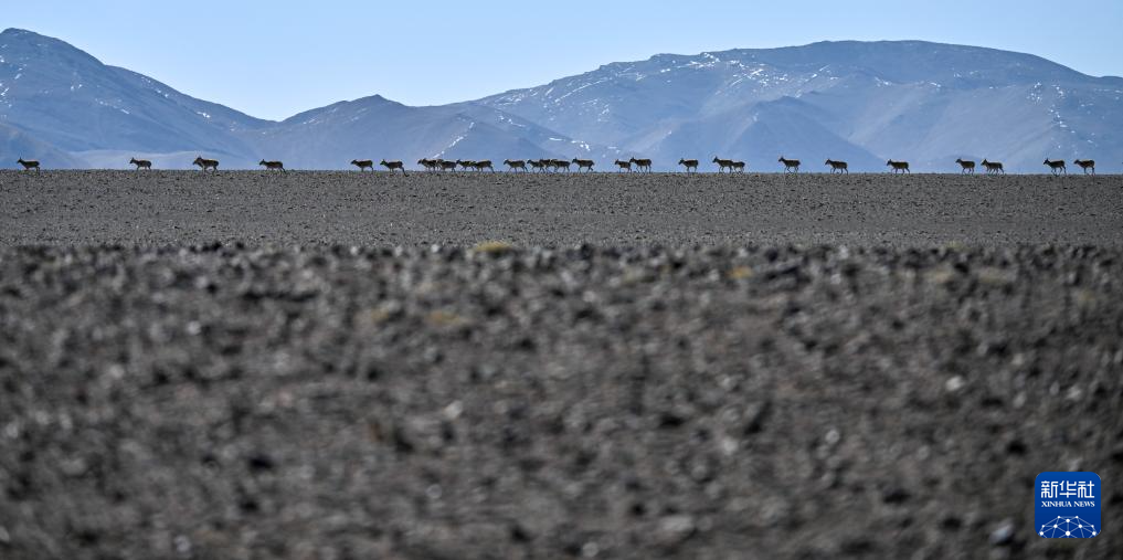 藏羚羊的繁殖迁徙之路
