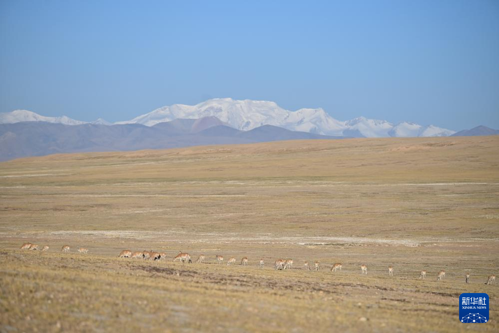 藏羚羊的繁殖迁徙之路