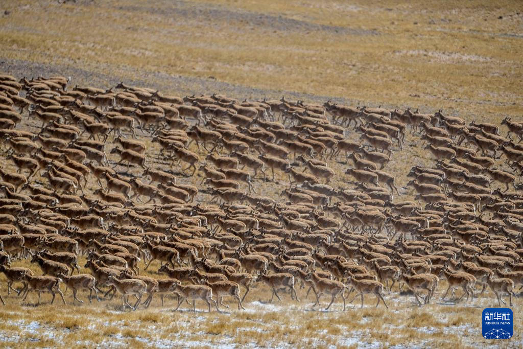 藏羚羊的繁殖迁徙之路
