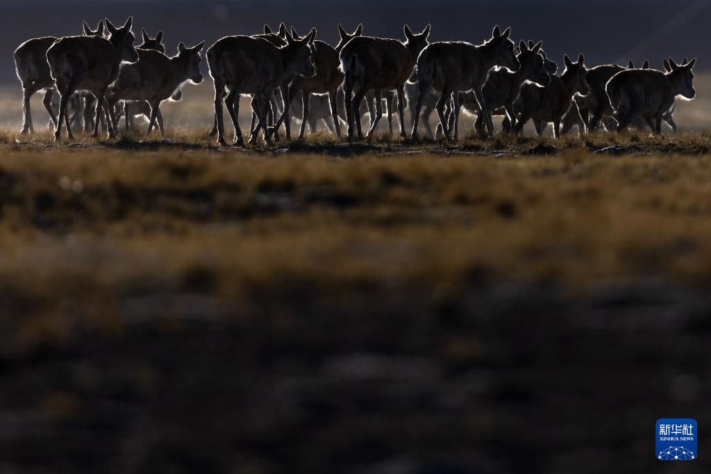 藏羚羊的繁殖迁徙之路