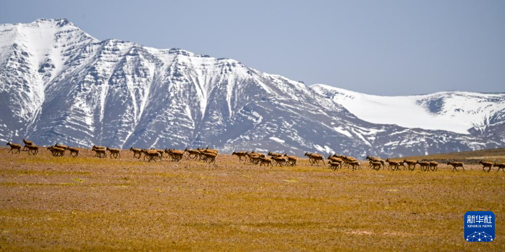 藏羚羊的繁殖迁徙之路