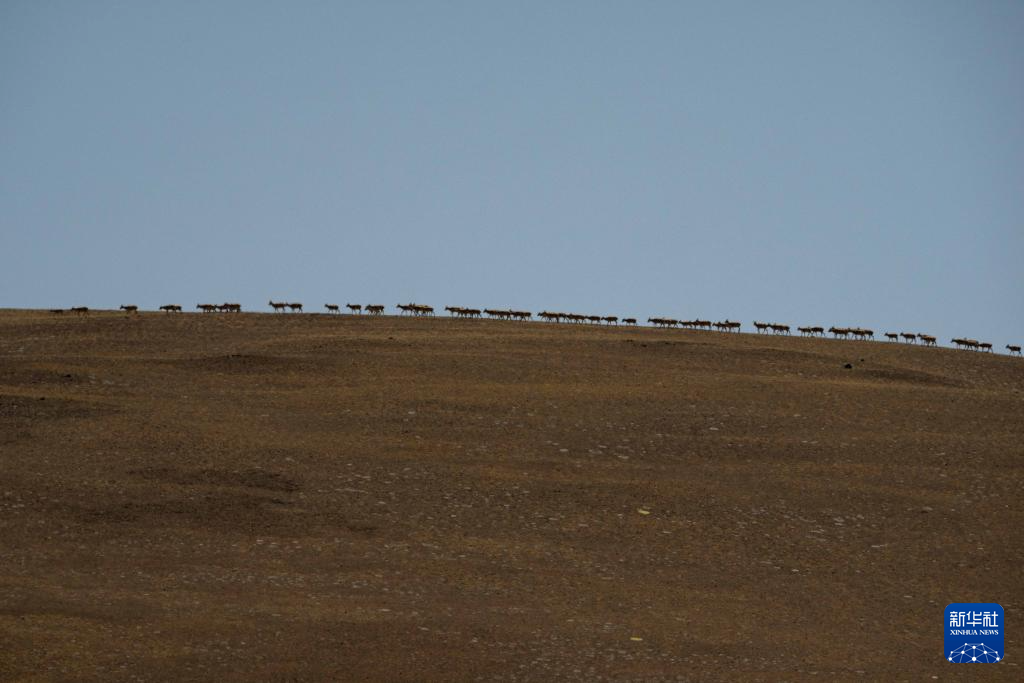 藏羚羊的繁殖迁徙之路