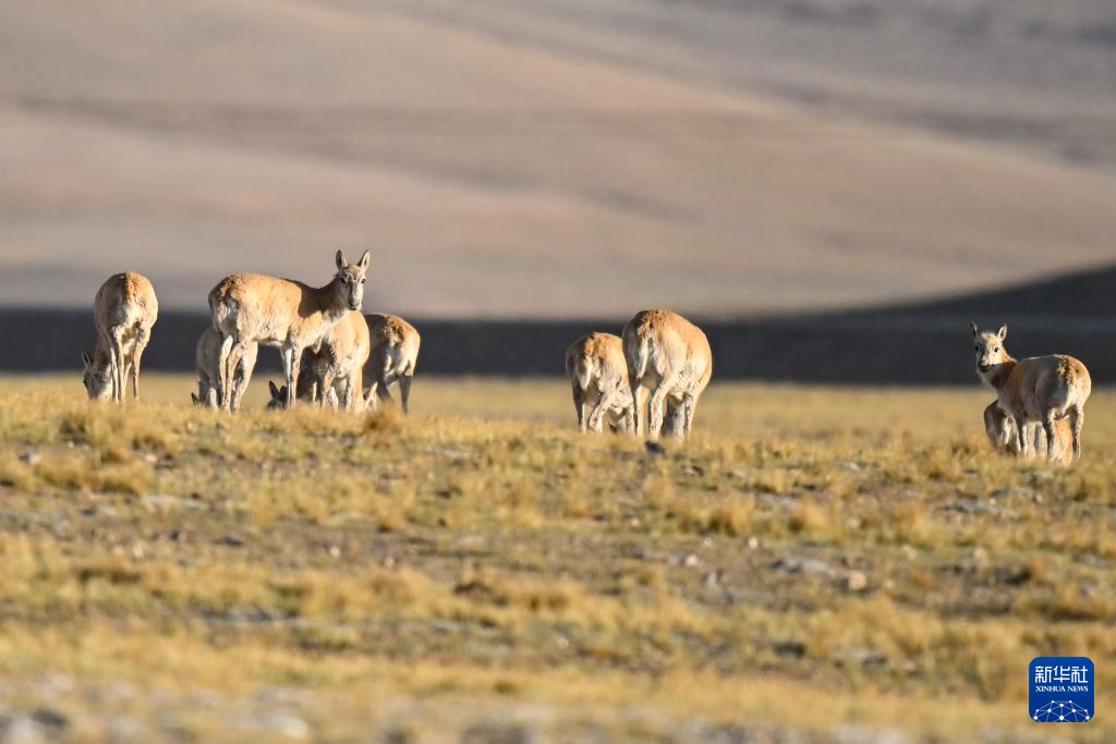 藏羚羊的繁殖迁徙之路