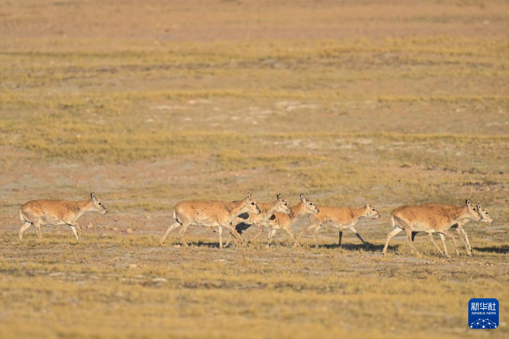 藏羚羊的繁殖迁徙之路